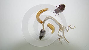 Mealworm ; life cycle of a mealworm Larva, Pupa and Adult Meal worms eating lizard carcass . mealworm - superworm | larva  Stage