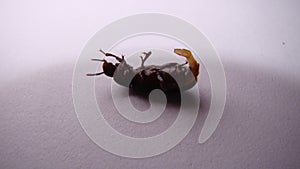 Mealworm - superworm | adult on white background close up - Stages of the meal worm  - the life cycle of a mealworm - mealworms  ,