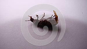 Mealworm - superworm | adult on white background close up - Stages of the meal worm  - the life cycle of a mealworm - mealworms  ,