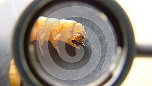 Mealworm - superworm | larva on white background close up - Stages of the meal worm  - the life cycle of a mealworm - mealworms  ,