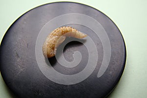 Mealworm - superworm | pupa -  Stages of the meal worm  - the life cycle of a mealworm - mealworms  ,  meal worms , super worm , s