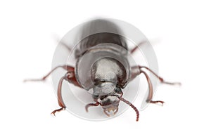 Mealworm, Tenebrio molitor, in front of white background