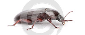 Mealworm, Tenebrio molitor, in front of white background