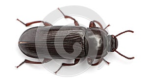 Mealworm, Tenebrio molitor, in front of white background