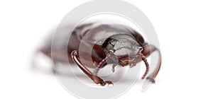 Mealworm, Tenebrio molitor, in front of white background