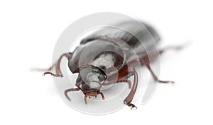 Mealworm, Tenebrio molitor, in front of white background