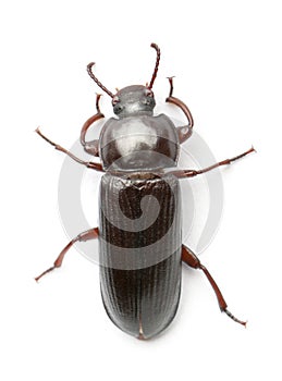 Mealworm, Tenebrio molitor, in front of white background