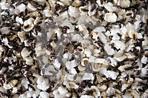 Mealworm Tenebrio molitor