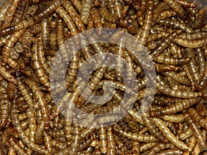 Mealworms