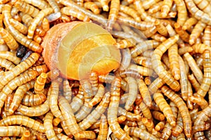 Mealworms