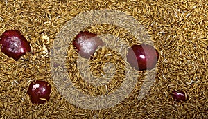 Mealworms and Apples  38658