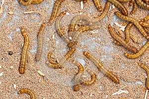 Mealworms