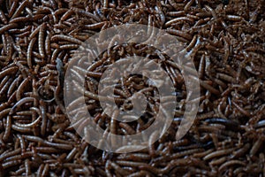 Mealworms entomophagy insect protein.