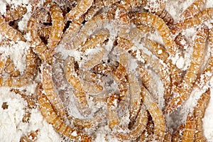 Mealworms feed on meal