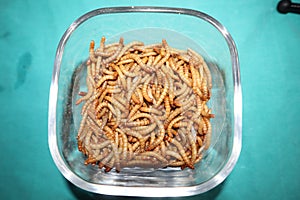 Mealworms in glass dish mealworms , mealworms on a green background ,superworm isolated| larva, larvae  Stages of the meal worm  -