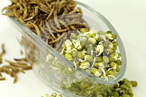 Mealworms and mungo beans