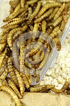 Mealworms, pur proteine in grain bag photo
