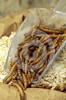 Mealworms, pur proteine in grain wheat photo