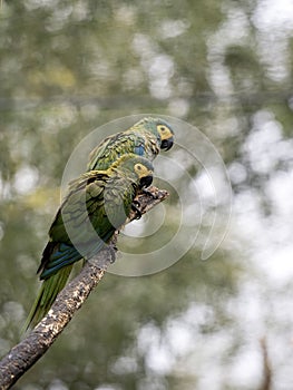 the Mealy Amazon Amazona farinosa guatemalae, sits on a tree and curiously observes the surroundings