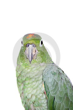 Mealy Amazon isolated on white