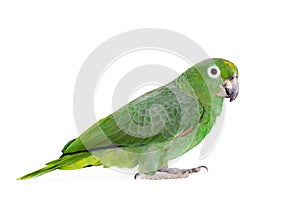 Mealy Amazon isolated on white