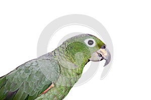 Mealy Amazon isolated on white