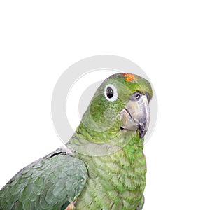 Mealy Amazon isolated on white