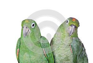 Mealy Amazon isolated on white