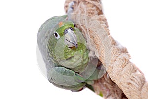 Mealy Amazon isolated on white