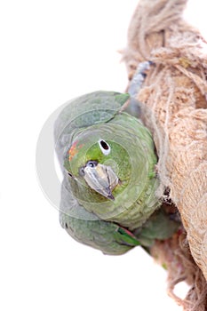 Mealy Amazon isolated on white