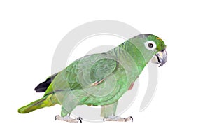 Mealy Amazon isolated on white