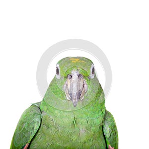 Mealy Amazon isolated on white