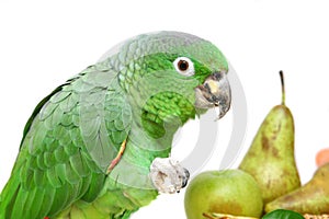 Mealy Amazon parrot eating on white