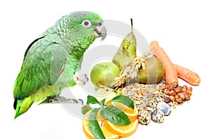 Mealy Amazon parrot eating on white