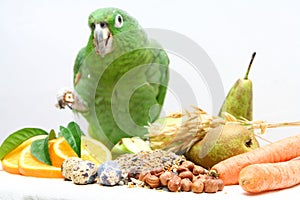 Mealy Amazon parrot eating on white