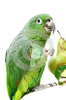 Mealy Amazon parrot eating on white