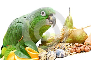 Mealy Amazon parrot eating on white