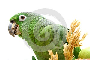 Mealy Amazon parrot eating on white