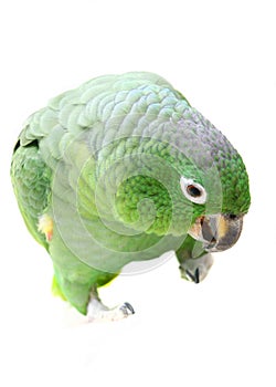 Mealy Amazon parrot on white background