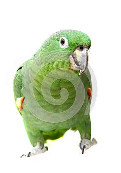 Mealy Amazon parrot on white background