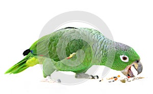 Mealy Amazon parrot on white background