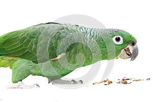 Mealy Amazon parrot on white background