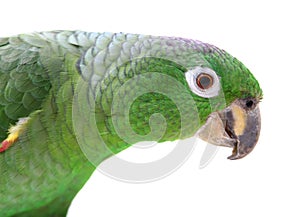 Mealy Amazon parrot on white background