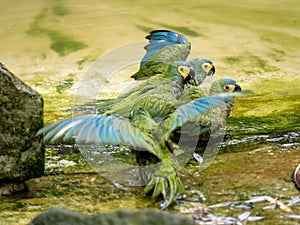 the Mealy Amazons, Amazona farinosa guatemalae, bathe en masse in a small pool