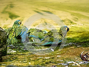 the Mealy Amazons, Amazona farinosa guatemalae, bathe en masse in a small pool