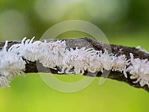 Mealy bug on branch