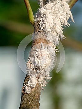 Mealy bug on branch