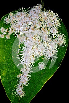 Mealy bug colony. Mealybugs are among the most serious pests of greenhouse plants