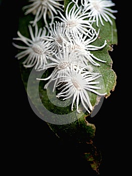 Mealy bug colony. Mealybugs are among the most serious pests of greenhouse plants