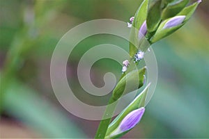 Mealy bug on hosta stalk with buds